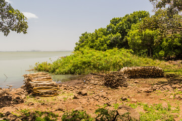 Firewood piles at Zege peninsula in Tana lake, Ethiopia