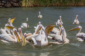 Great white pelicans (Pelecanus onocrotalus) at Tana lake, Ethiopia