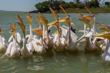 Great white pelicans (Pelecanus onocrotalus) at Tana lake, Ethiopia
