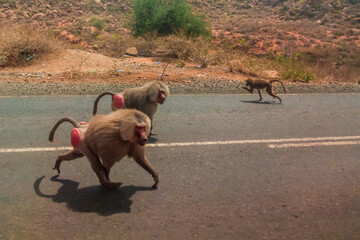 Baboons on the road in eastern Ethiopia