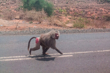 Baboon on the road in eastern Ethiopia