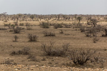 Landscape of eastern Ethiopia near Jijiga