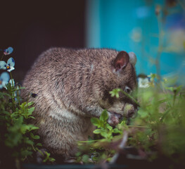 Giant african pouched rat in a garden with pansies