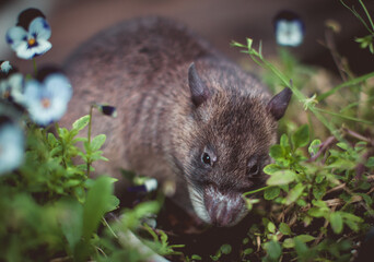 Giant african pouched rat in a garden with pansies