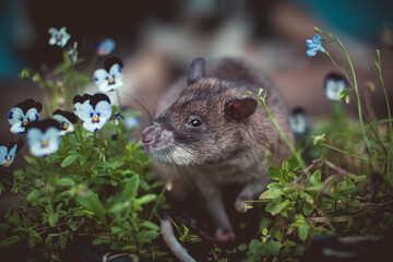 Giant african pouched rat in a garden with pansies