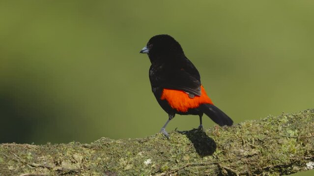 a slow motion rear view of a scarlet-rumped tanager perched on a branch at boca tapada in costa rica