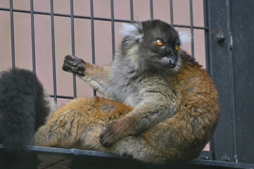 到津の森公園「クロキツネザル」