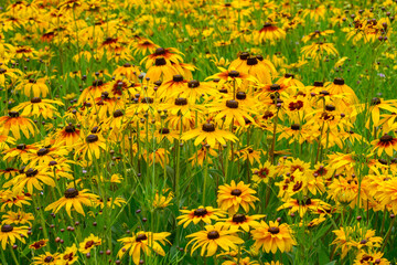Sunflower field photographed in South Korea.