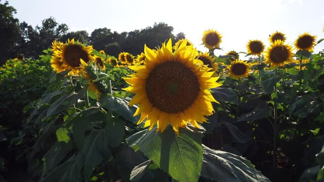 Large Sunflower Field Near Lawrence Kansas