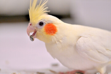 ヒマワリの種を食べるオカメインコ