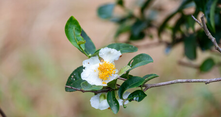 Green tea tree Flower fresh leaves in eco herbal farm. Tree tea plantations in morning sun light. Freshness herbal natural garden farmland. Drinking organic relax. Green tea tree in farm
