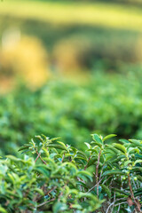 Green tea tree leaves field young tender bud herbal Green tea tree in camellia sinensis organic farm. Close up Fresh Tree tea plantations mountain green nature in herbal farm plant background morning