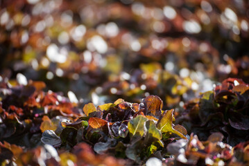 Salad farm vegetable red oak lettuce. Close up fresh organic hydroponic vegetable plantation produce red green salad hydroponic cultivate farm. Red oak lettuce salad in green Organic plantation Farm.