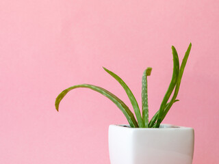 Succulent Aloe Vera Plant on White Pot Isolated on pastel pink Background by front view. Horizontal mock up, copy space, close up