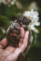 The common marmoset's babies on hand with philadelphus flower bush