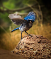 Desert Blue Bird Flapping Its Wings