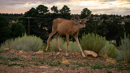 Young Mule Deer Exploring The World