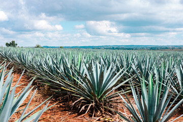 blue agave fields in Jalisco at sunset to prepare tequila, mezcal,