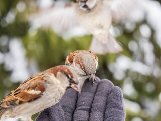 Sparrow eats seeds from a man's hand