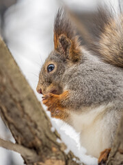 The squirrel with nut sits on tree in the winter or late autumn
