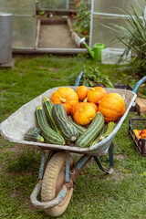 Autumn harvest in the garden