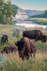 herd of wild bison in Theodore Rosevelt National Park