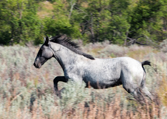 Obraz na płótnie Canvas wild horse running