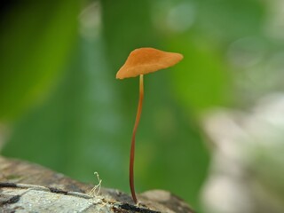 Marasmius siccus, or orange pinwheel, is a small citrus mushroom of the genus Marasmius, with a 