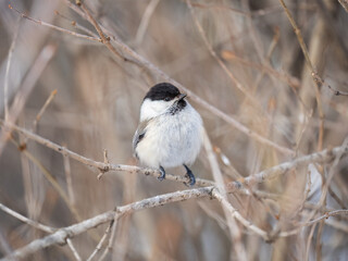 Obraz premium Cute bird the willow tit, song bird sitting on a branch without leaves in the winter.