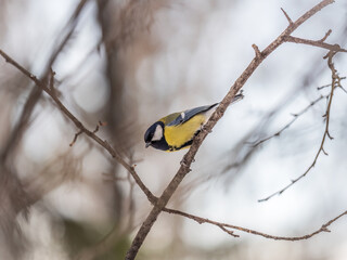 Obraz premium Cute bird Great tit, songbird sitting on a branch without leaves in the autumn or winter.