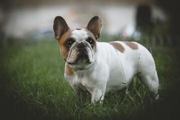 French bulldog in a meadow on a sunny summer clear day