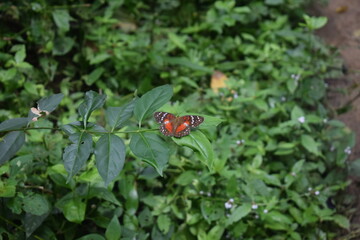 mariposa