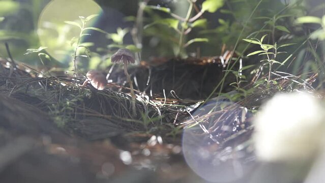 Id&iacute;lico detalle macro de hongo silvestre en la naturaleza del bosque al amanecer.
