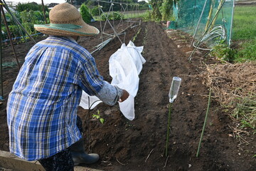 白菜栽培・虫よけネット設置作業・家庭菜園