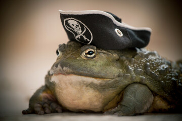 Amazing big African bullfrog in pirate hat