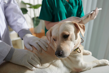 Veterinarian Examining Labrador Dog