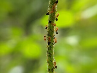 ants swarming on a small tree, macro nature, selected focus