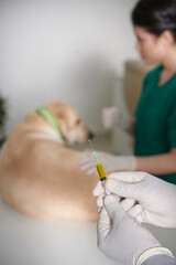 Naklejka premium Veterinarian Holding Syringe with Medicine