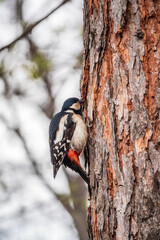 Little woodpecker sits on a tree trunk. The great spotted woodpecker, Dendrocopos major