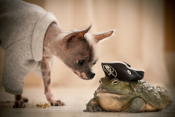 Peruvian hairless and chihuahua mix dog with african bullfrog in a pirate hat