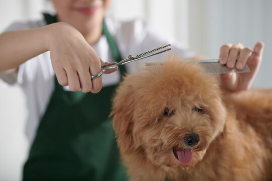 Groomer Brushing and Cutting Dogs Coat