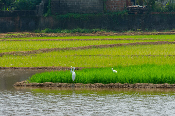 Paddy fields