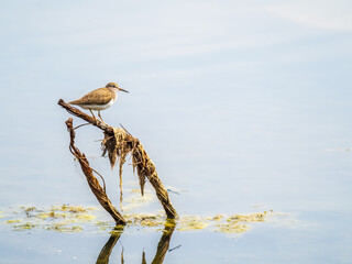 Common sandpiper, Actitis hypoleucos, resting lake shore with reflection in water.