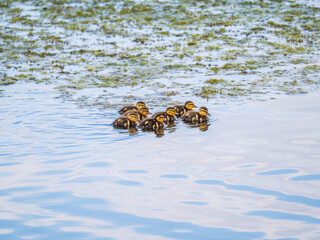 Cute little duckling swimming alone in a lake or river with calm water
