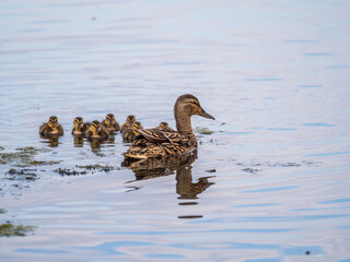 A family of ducks, a duck and its little ducklings are swimming in the water. The duck takes care of its newborn ducklings. Mallard, lat. Anas platyrhynchos