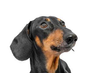 Beautiful and well-groomed half-faced dog looking at camera. Isolated on white background. Portrait of weary pensive adult dachshund looking attentively into distance. 