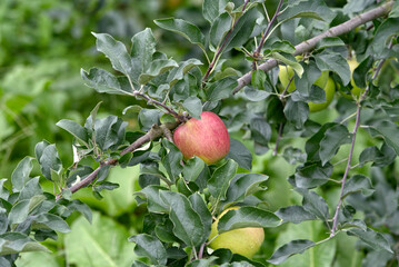 apple in a tree