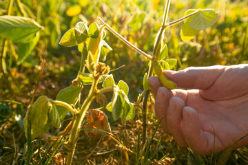 Soybean crop.Hands inspecting a soybean pod.Pods of ripe soybeans in a female hand close-up.field...
