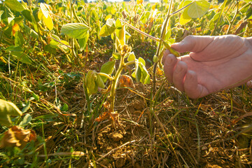 Soybean crop.field of ripe soybeans.The farmer checks the soybeans for ripeness.Farmer in soybean field