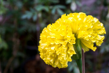Marigold flowers, the yellow flower for buddhism and Hindu